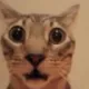 cat_shock cat_shock