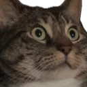 EleanorYikes