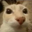 DR_Apoco