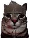 catstare