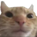 Swagcat swagcat Discord Emoji