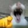 cat_laugh