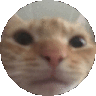 Ljcatspin