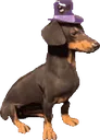 DapperDachshundSit
