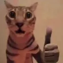 catflabbergastedlike