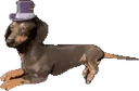 DapperDachshundLay