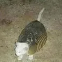 armadillocat
