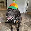 Happydog happydog Discord Emoji