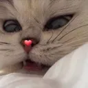catcuteheartlove