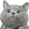cat_look cat_look