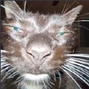 SmokerCat Discord Emoji