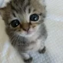 Innocent
