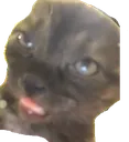 nemuneko nemuneko