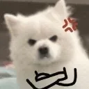 ss_gussa