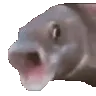 Guppy