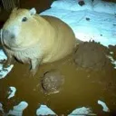 capybara