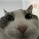 yuh