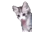 wsg