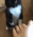 FS_Highfive