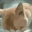 HuhCat