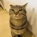 SuspicionCat