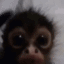 monkey1