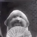 bobertflex