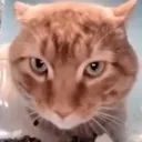 SnackStare