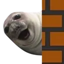 SurprisedSealPeek