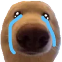 doggy_cri