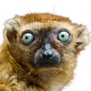 lemur