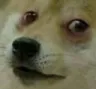 dogesick
