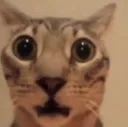 Shock