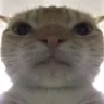 catStare