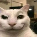 gatosospechaKW gatosospechaKW
