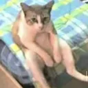sat
