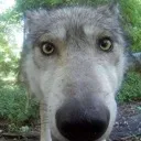curious_wolf