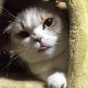 bleb