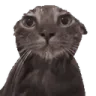catwet