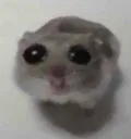 stupidmouse stupidmouse