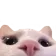 catpeek2