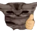 cat_thumbsup
