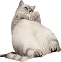 bibicat_chill bibicat_chill
