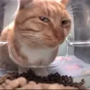 r_catsideeye
