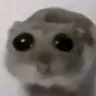stare