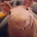 ratoscat