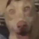 dogterror