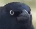 crowofjudgement