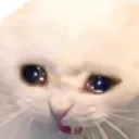 catsed Discord Emoji