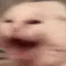 catscreaming